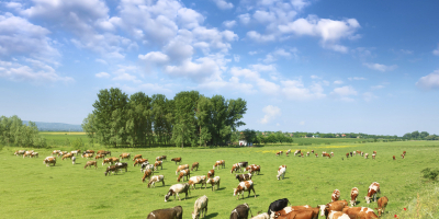 Curso homologado Master en Dirección de Explotaciones Ganaderas: Business Management Cattle Raising + Titulación Universitaria